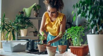 È davvero utile utilizzare il sale per fertilizzare le piante? Arriva l’agghiacciante risposta definitiva